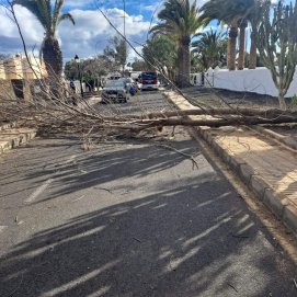 El árbol entorpeciendo el tráfico en la calle Alemania
