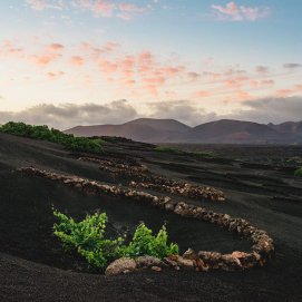 Consejo Regulador DOP Vinos de Lanzarote, La Geria