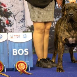 Covadonga, campeona del mundo