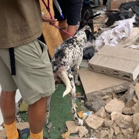 Intervención de la Policía Local de Arrecife para liberar maltrato a los perros