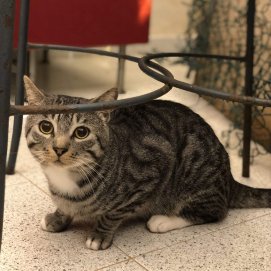 Tigro, el gato perdido en Tinajo