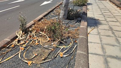 Estado de los jardines del Aeropuerto de Lanzarote