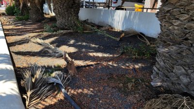 Estado de los jardines del Aeropuerto de Lanzarote