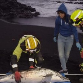 Los Boluntis con el delfín en la Playa de las Malvas en Tinajo