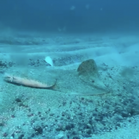 Así se oculta el tiburón ángel en el fondo del mar entre La Graciosa y Lanzarote. Vídeo: Javier Bermúdez Páez.