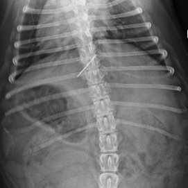 La radiografía del cuerpo de la perrita con la aguja en el interior (La Voz)