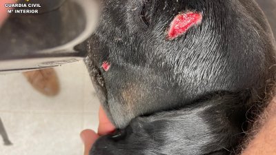 Animales afectados por los ataques de los perros
