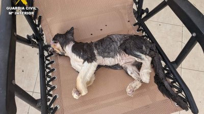 Animales afectados por los ataques de los perros