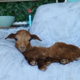 El cabrito Canelo recuperándose en la protectora de Teguise