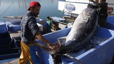 Descarga de atún en el puerto de Arrecife. Pesca.  Foto: José Luis Carrasco.