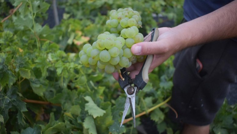 Comienza la vendimia 2025 en Lanzarote. Imagen bodega Olivina.