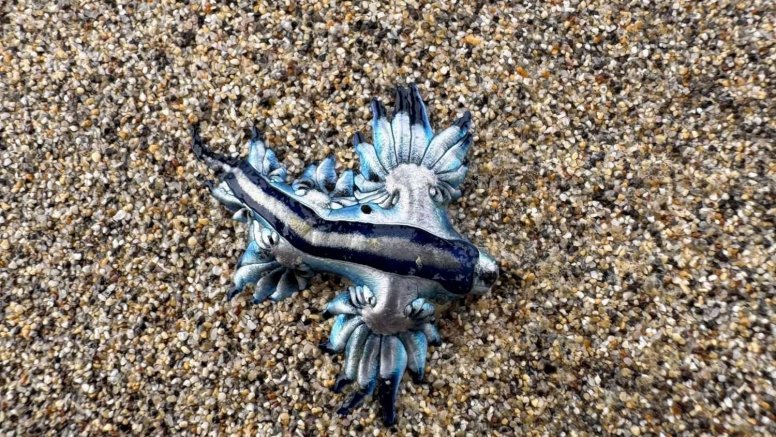 Dragón azul en Órzola