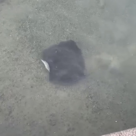 Imagen del chucho en el Charco de San Ginés
