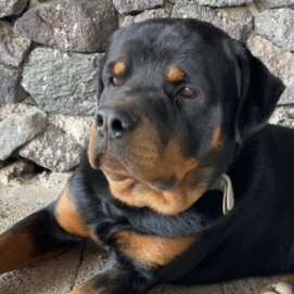 Iru, el perro perdido en Tao