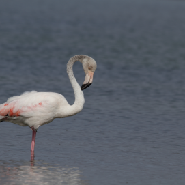 Flamenco común en las Salinas de Janubio en el año 2010. Foto: Gustavo Tejera