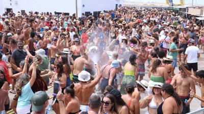 Verbena del agua en Famara, 2025