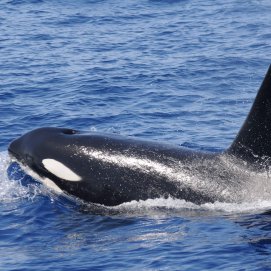 An orca sighted off the coast of Lanzarote. Photo: SECAC.
