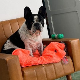Buscan a 'Truhán', perro perdido en Órzola