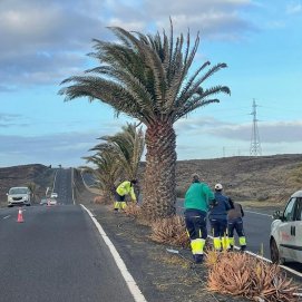 Palmeras de Costa Teguise