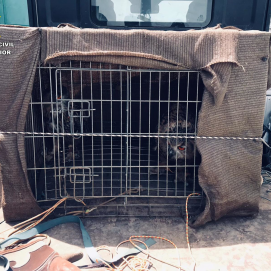 Los búhos reales confiscados por la Guardia Civil
