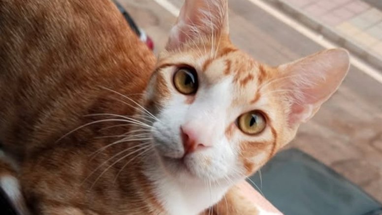 El gato 'Simon' desaparecido en Maneje