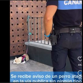 Perro atado fuera del Open Mall