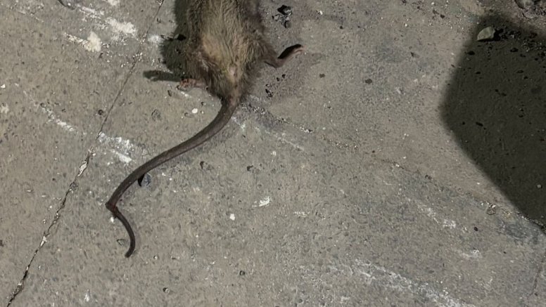 Rata en Famara 