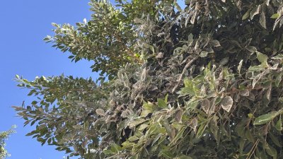 Estado de los árboles por la plaga 