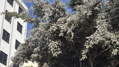Estado de los árboles por la plaga 