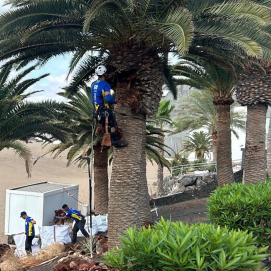 Tratamiento del palmeral