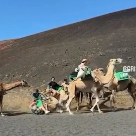 Polémica por la caída de un animal durante un paseo en dromedario en Yaiza.