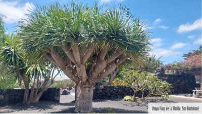 Árboles singulares de Lanzarote. Foto: Cedida por Rafael Paredes