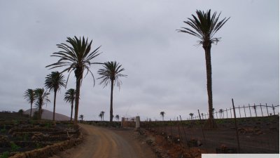 Árboles singulares de Lanzarote. Foto: Cedida por Rafael Paredes