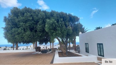 Árboles singulares de Lanzarote. Foto: Cedida por Rafael Paredes