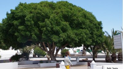 Árboles singulares de Lanzarote. Foto: Cedida por Rafael Paredes