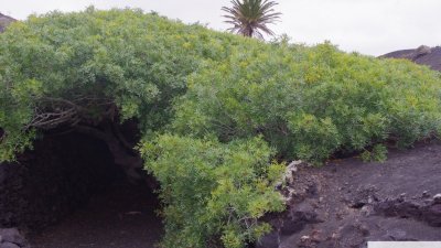 Árboles singulares de Lanzarote. Foto: Cedida por Rafael Paredes