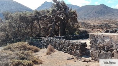 Árboles singulares de Lanzarote. Foto: Cedida por Rafael Paredes