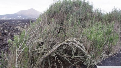 Árboles singulares de Lanzarote. Foto: Cedida por Rafael Paredes