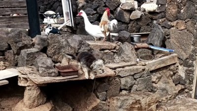 Condiciones de los animales de la granja. Foto: ADEMAL