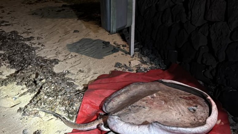 Hallan una manta raya varada y sin vida en la costa de Las Caletas