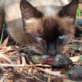Un gato callejero depreda a un lagarto tizón. Autora: Ingrid Rivero.