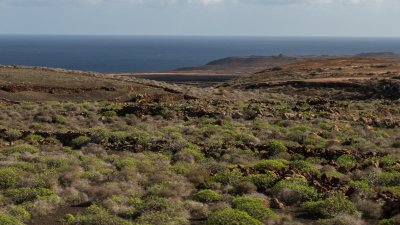 Lanzarote brota tras el paso de la lluvia. Foto: Andrea Domínguez.