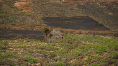 Lanzarote se pinta de verde tras el paso de las últimas lluvias. Foto: Andrea Domínguez.