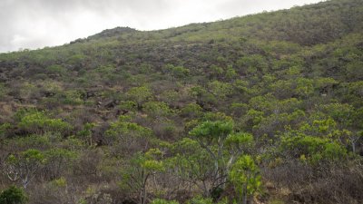 Lanzarote se pinta de verde tras el paso de las últimas lluvias. Foto: Andrea Domínguez.