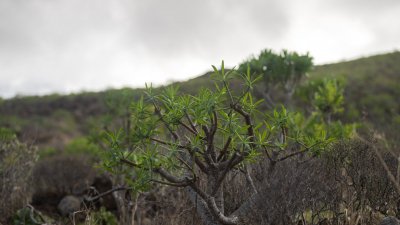 Lanzarote se pinta de verde tras el paso de las últimas lluvias. Foto: Andrea Domínguez.