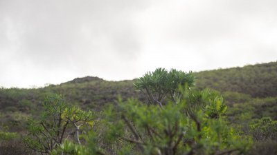 Lanzarote se pinta de verde tras el paso de las últimas lluvias. Foto: Andrea Domínguez.