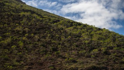 Lanzarote se pinta de verde tras el paso de las últimas lluvias. Foto: Andrea Domínguez.