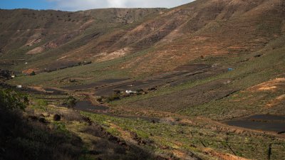 Lanzarote se pinta de verde tras el paso de las últimas lluvias. Foto: Andrea Domínguez.
