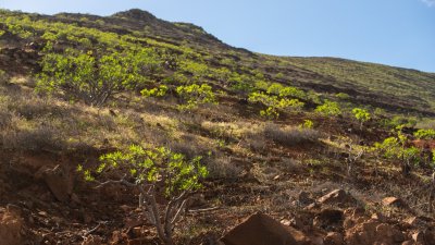 Lanzarote se pinta de verde tras el paso de las últimas lluvias. Foto: Andrea Domínguez.