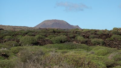 Lanzarote se pinta de verde tras el paso de las últimas lluvias. Foto: Andrea Domínguez.